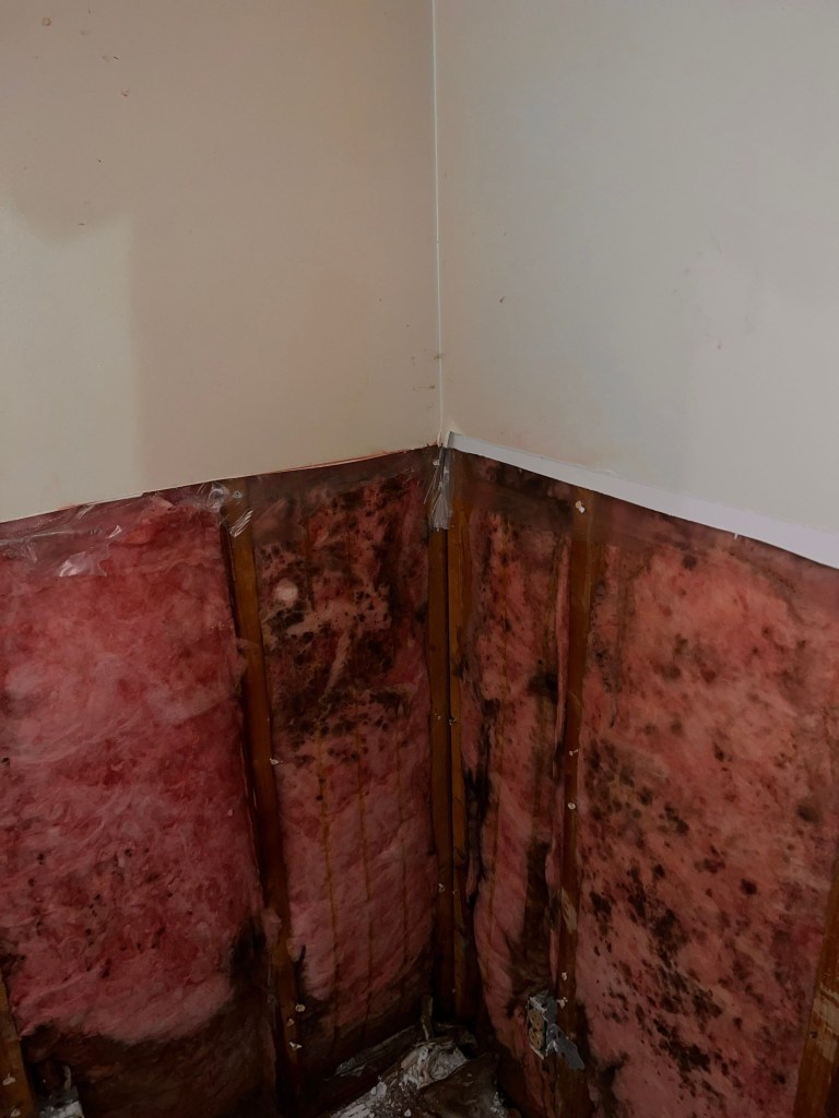Mold damaged insulation from flood damage